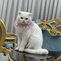 یک عضو جدید خانواده برای شما