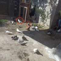 کبوتر کاکل پاپر تزیینی