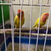 یک جفت کوتوله برزیلی