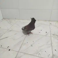 کفتر