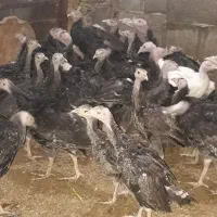 جوجه بوقلمون