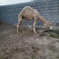 یک عدد شتر ماده ۴ سال به فروش می رسد