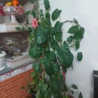 گل طبیعی|گل و گیاه طبیعی|اهر, |دیوار