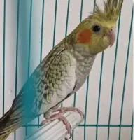 تعدادی عروس هلندی زیبا و جوان