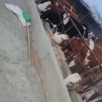 گوساله سیمیتال ماده