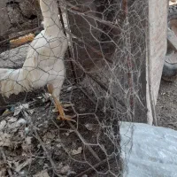 خروس هوشامو اصلی