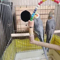 یک جفت فروش هلندی مولد و سخن گو و یک جفت فنچ