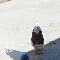 کبوتر حلوایی شرابی