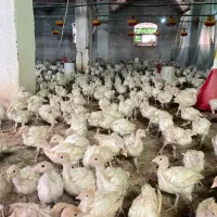 جوجه بوقلمون بیوتی(متن کامل مطالعه شود )