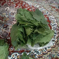 برگ مو دلمه