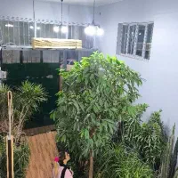 گیاه درخت فیکوس بنجامین آمستل ۴متری آپارتمانی