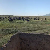 میش و بره