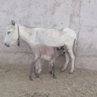 الاغ خر جوان با کرش