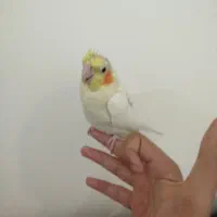 عروس هلندی نر و ماده جوجه دون خور شده