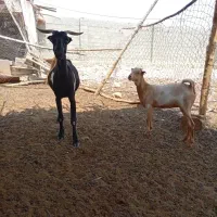 بز کهر دار