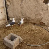 پرنده