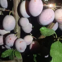 آلو بخارا
