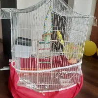 مرغ عشق نر و ماده