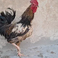 خروس نژاد اصیل محلی