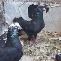 کفتر
