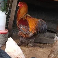 مرغ خروس جوجه لاری برهما پاتریچ