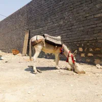 فروش الاغ نر