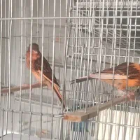 دو عدد جوجه قناری ابلق سوخته فوق العاده زیبا