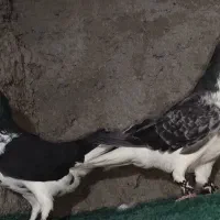 نروماده عتیقه