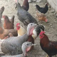 خروس و بوقلمون محلی