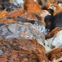 جوجه مرغ گلپایگانی ۵۱ روزه واکسن خورده و سلامت