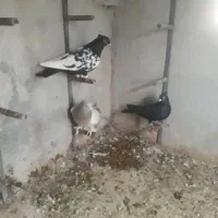 کفتر|پرنده|شیراز, آزادگان|دیوار