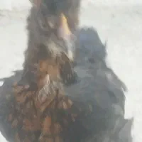 جوجه