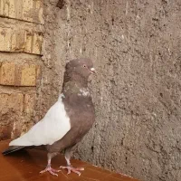 ماده سینه قهوه ای معاوضه