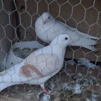 کبوتر
