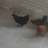 مرغ