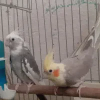 عروس هلندی مولد معاوضه