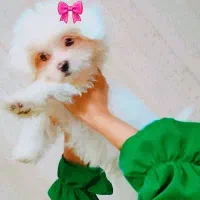 توله مالتیز پنج ماهه