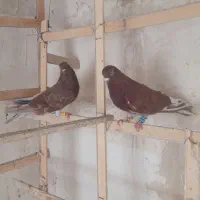 کبوتر تهرانی ۳عدد