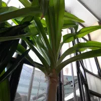 گل ذرتی وانواع گلهای دیگه
