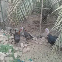 بوقلمو فروشی