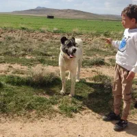 سگ سرابی|سگ|قیدار, |دیوار