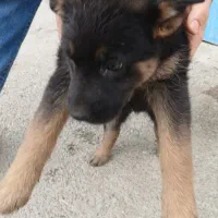 سگ ژرمن|سگ|باغستان, |دیوار