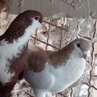 کفتر|پرنده|تربت‌حیدریه, طالقانی|دیوار