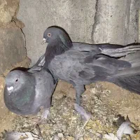 پرنده کبوتر