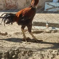 خروس لاری اصیل