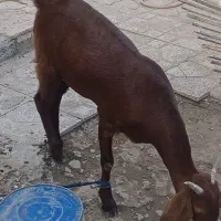 کتاچ مال داری نسل بالا