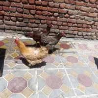 1عدد مرغ لاری ۲عدد مرغ جوان و چاق