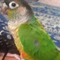 پرنده گمشده گرینچیک