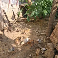 جوجه یک ماهه
