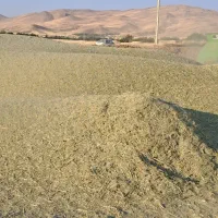 شبدر|عمده‌فروشی|کلیائی, |دیوار